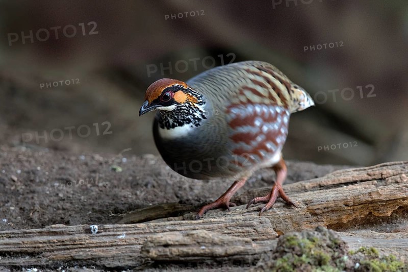 Hill Partridge (Arborophila torqueola), Yunnan, China