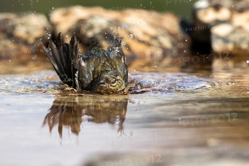 Common Chaffinch (Fringilla coelebs) female bathing, Castile and Leon, Spain