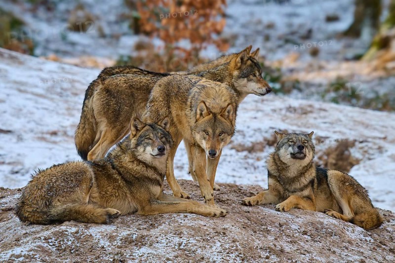 Four wolves close together on a snow hill, pack, winter, wolf (Canis lupus), Germany