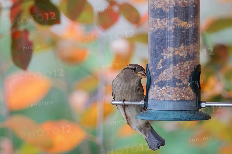 House sparrow (Passer domesticus) perched on a garden bird feeder filled with mixed seeds, eating food against a colorful autumn foliage background in a backyard environment, Poland