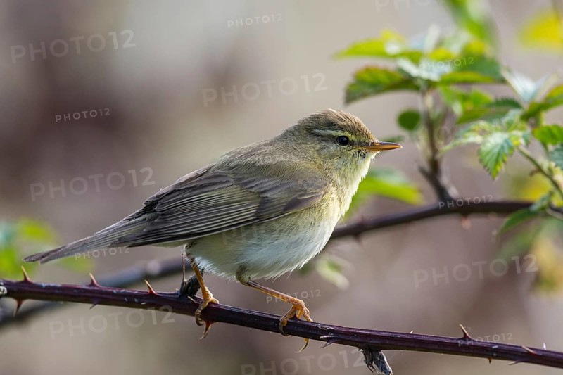 Willow Warbler (Phylloscopus trochilus) male perched on a branch, North-Rhine-Westphalia, Germany