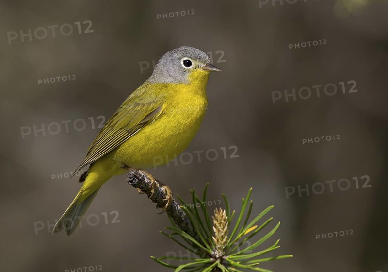 Nashville Warbler, male