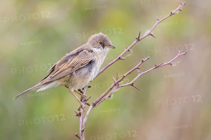 Common Whitethroat (Sylvia communis) male perched on a twig, Poland