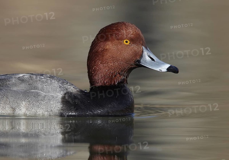 Redhead (Aythya americana) male, Ohio, USA