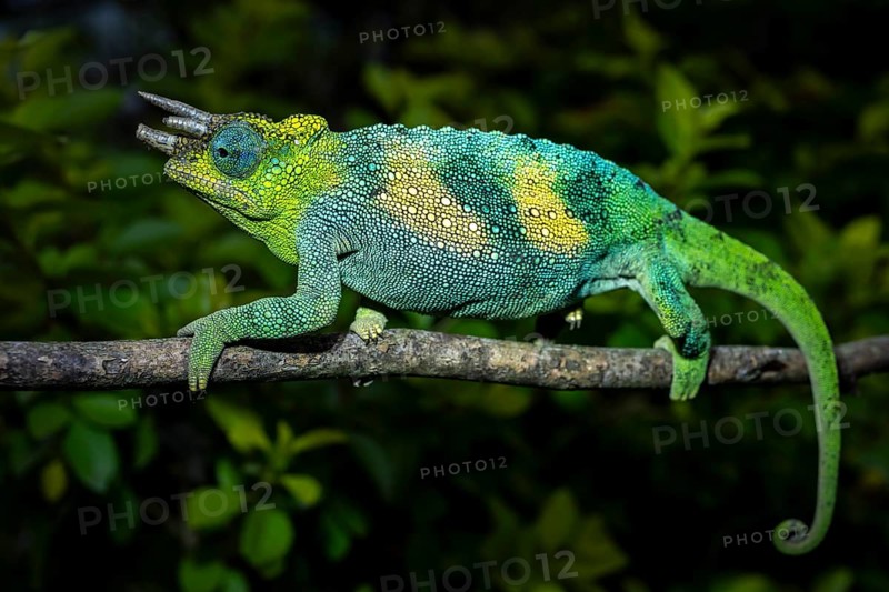Three-horned chameleon (Trioceros jacksonii), male, Bwindi Impenetrable Forest National Park, Uganda