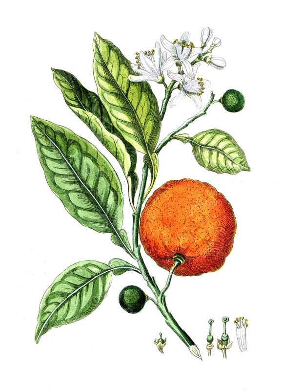 Citrus aurantinus, Citrus sinensis, orange, digital reproduction of a historical model, between 1790 and 1810
