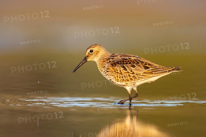 Dunlin (Calidris alpina) foraging, North Rhine-Westphalia, Germany