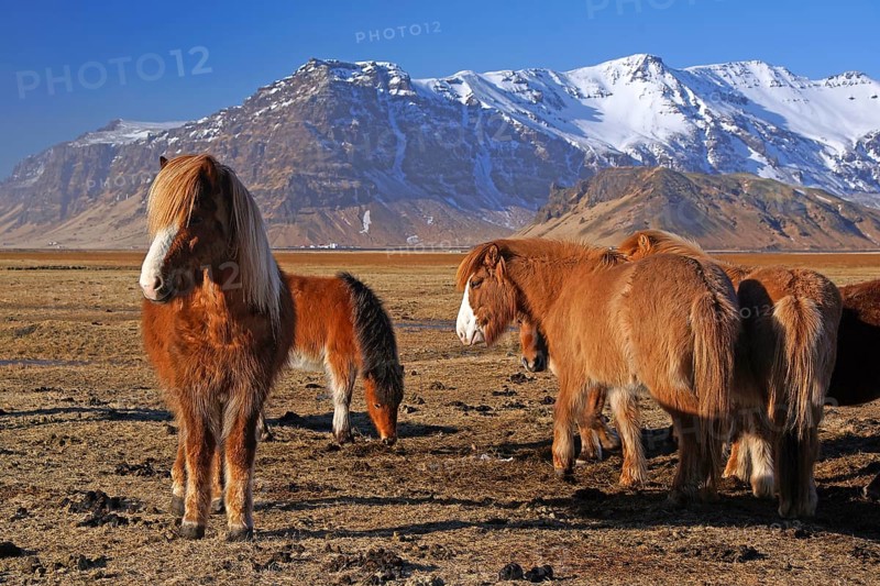Iceland, Europe, Icelandic horses on Heimaway, volcanic island, (Equus ferus caballus), Heimaway