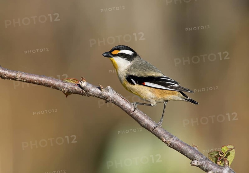 Black-headed Pardalote (Pardalotus striatus melanocephalus) male, Queensland, Australia