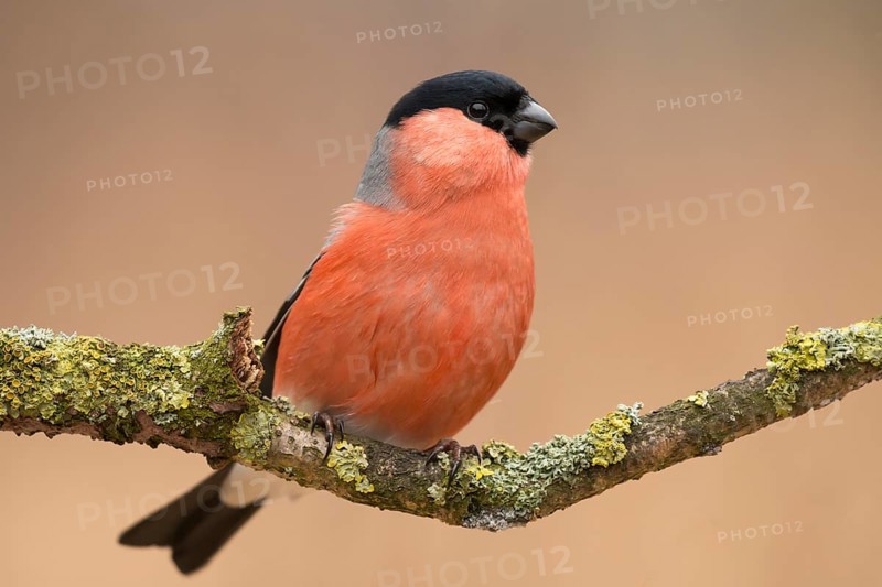 Eurasian Bullfinch (Pyrrhula pyrrhula) male perched on a branch, Lower Saxony, Germany