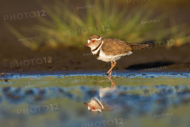 Three-banded Plover (Charadrius tricollaris) foraging in the mud, Lake Natron, Tanzania