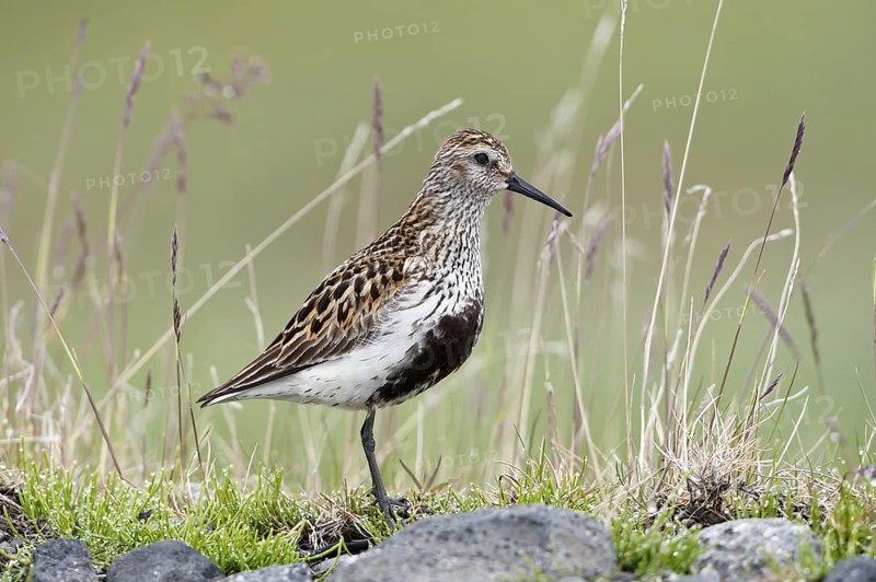 Dunlin (Calidris alpina), Iceland