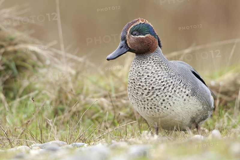 Eurasian Teal (Anas crecca) male, Norkolk, United Kingdom