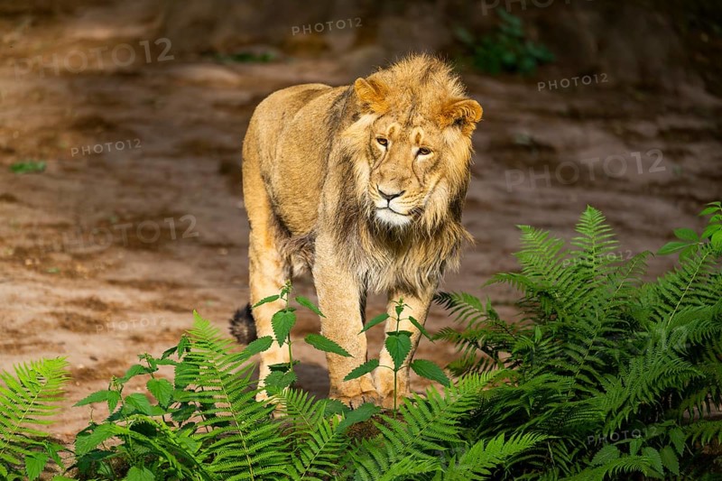 Asiatic lion (Panthera leo persica) male youngster (one year old)walking around on the ground, captive, Germany