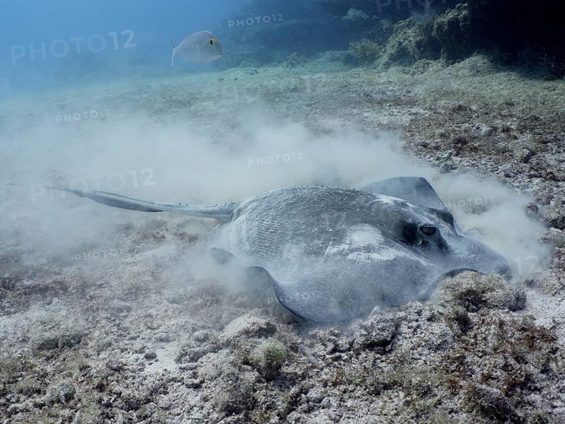 Southern Stingray (Hypanus americanus)