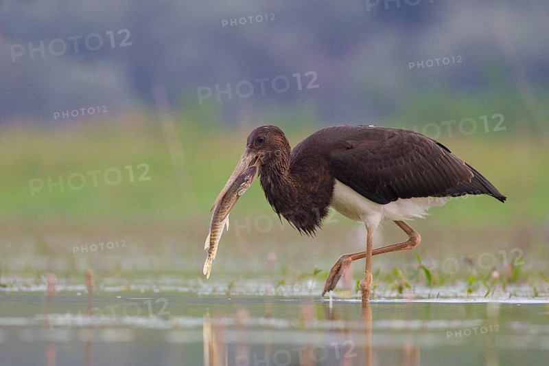 Black Stork (Ciconia nigra) juvenile with fish prey in beak, Tiszaalpár, Hungary