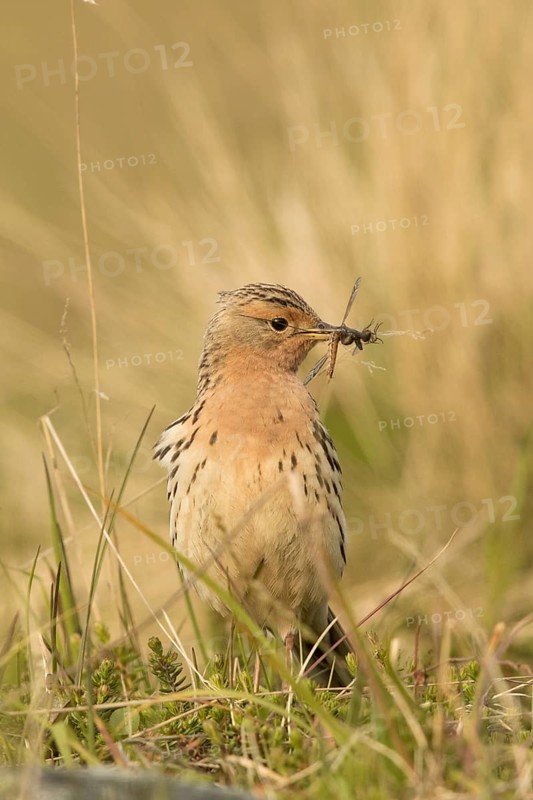 Red-throated Pipit (Anthus cervinus) with insects in its beak, Norway