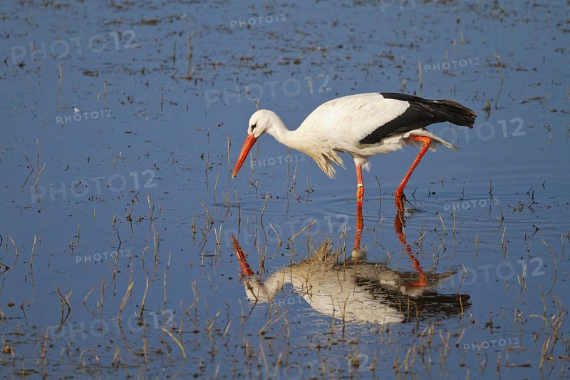 White Stork (Ciconia ciconia) foraging, North Rhine-Westphalia, Germany