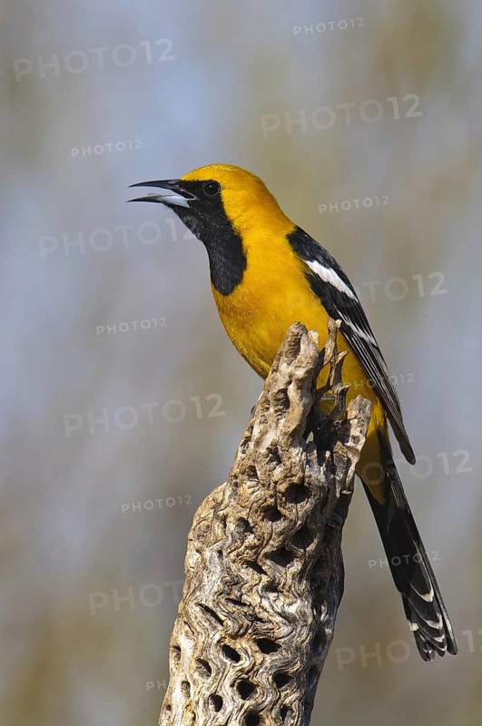 Hooded Oriole (Icterus cucullatus) male, Arizona, USA