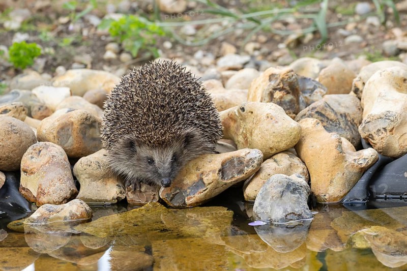 European hedgehog (Erinaceus europaeus) adult animal on the edge of a garden pond in the summer, England, United Kingdom