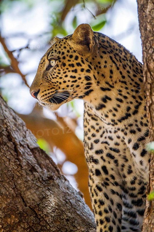 Leopard (Panthera pardus), Kenya, Kenya