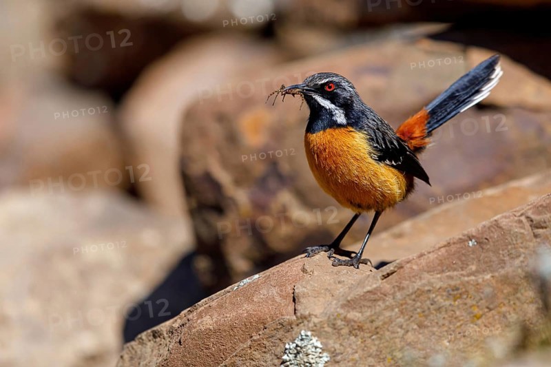 Orange-breasted Rockjumper, (Chaetops aurantius), Africa, South Africa, KwaZulu-Natal, Underberg surroundings / Sani Pa, Underberg, KwaZulu-Natal