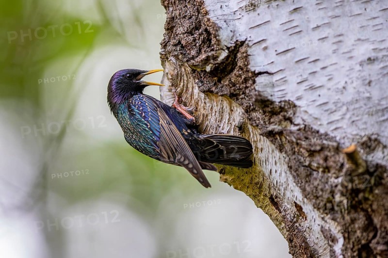Common starling, European starling (Sturnus vulgaris) adult in breeding plumage at nest hole in birch tree calling at chicks in spring