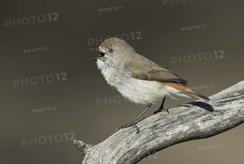 Chestnut-rumped Thornbill (Acanthiza uropygialis) singing, Victoria, Australia