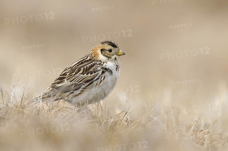 Lapland Longspur (Calcarius lapponicus), Alaska, USA
