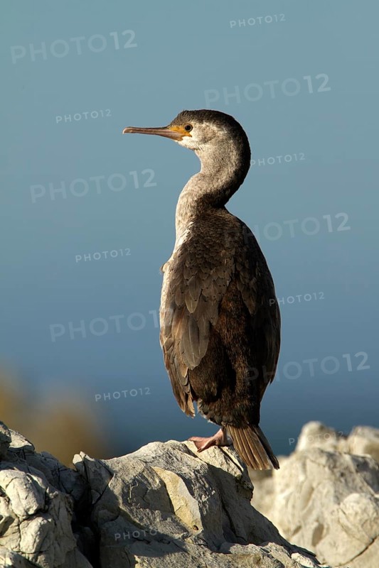 Spotted Shag (Phalacrocorax punctatus) juvenile, Kaikoura Peninsula, South Island, New Zealand