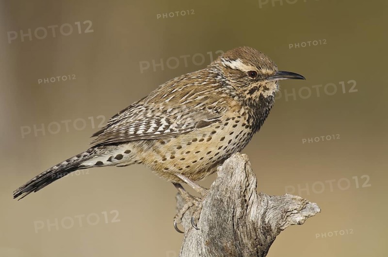 Cactus Wren (Campylorhynchus brunneicapillus), Arizona, USA