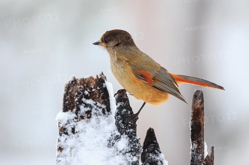 Siberian Jay (Perisoreus infaustus), Finland