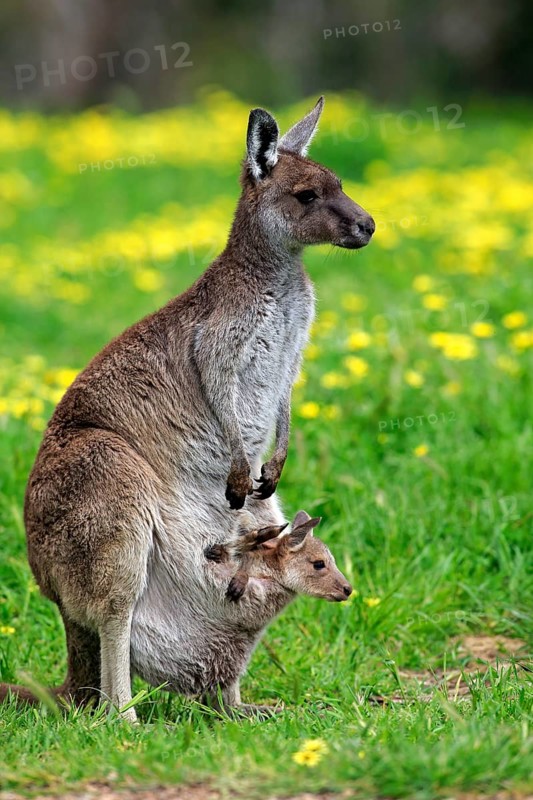 Kangaroo Island grey kangaroo (Macropus fuliginosus fuliginosus), adult, female, young animal, in pouch, young animal looking out of pouch, Kangaroo Island, Australia