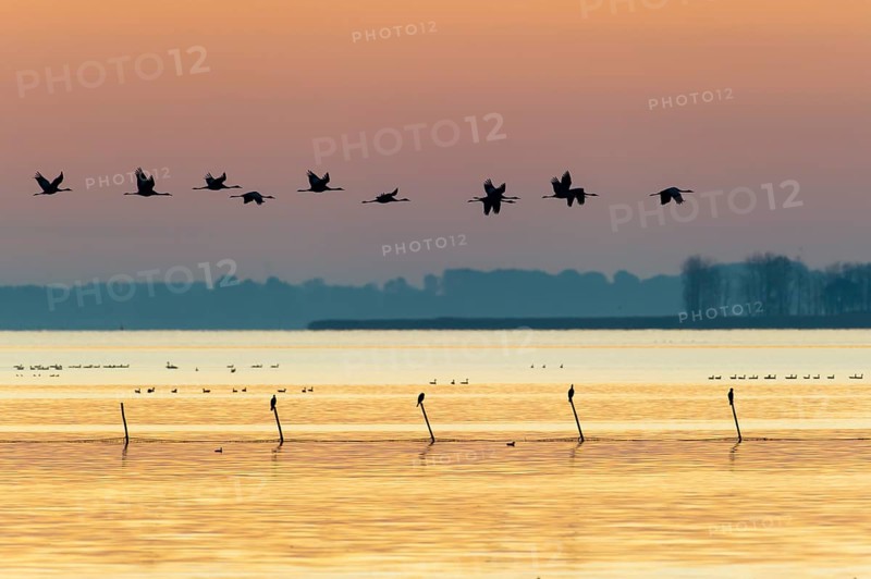 Common Crane (Grus grus), Mecklenburg-Western Pomerania, Germany