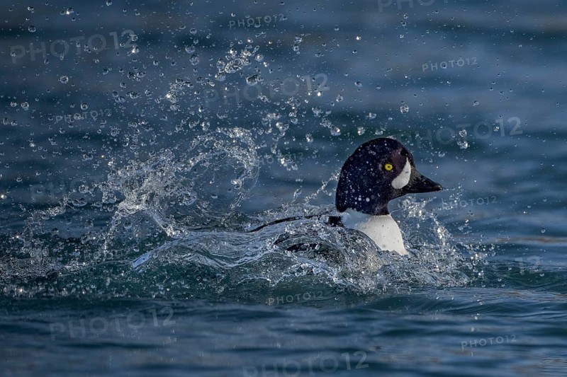 Barrow's Goldeneye (Bucephala islandica) male, Alaska, USA