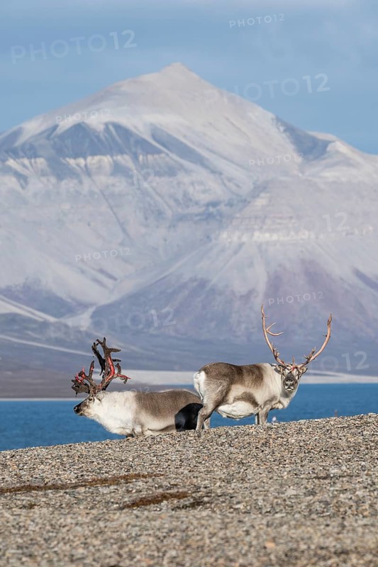 Svalbard reindeers (Rangifer tarandus platyrhynchus), male, bull with blood-red velvet antlers, tundra in autumn, Kapp Wijk, Svalbard, Norway