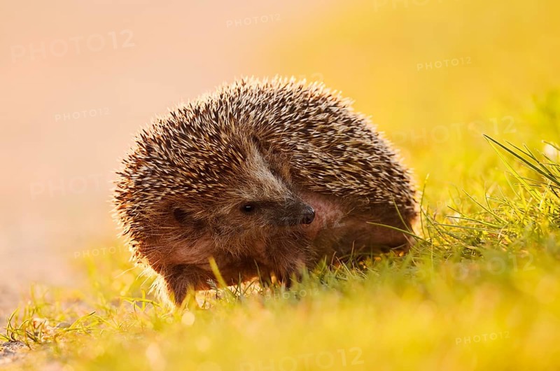 Brown-breasted hedgehog or Western European hedgehog (Erinaceus europaeus), North Rhine-Westphalia, Germany