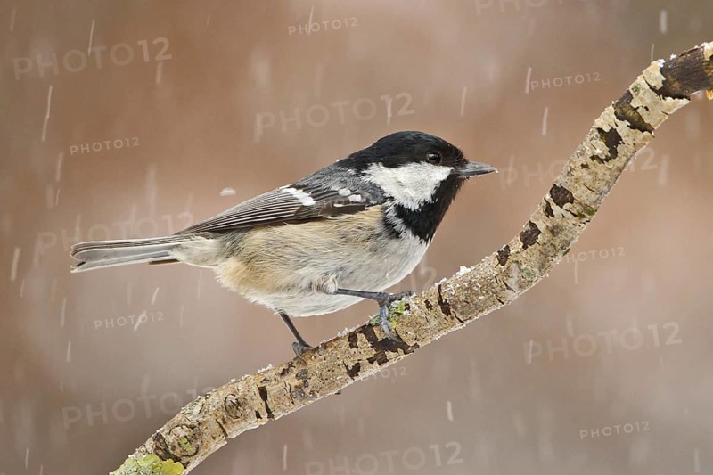 Coal Tit (Periparus ater), Utrecht, Netherlands