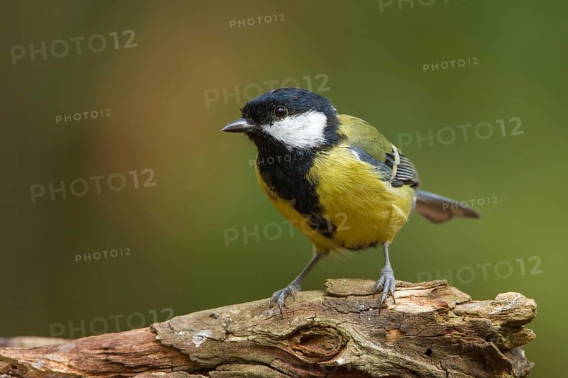 Great Tit (Parus major), Utrecht, Netherlands