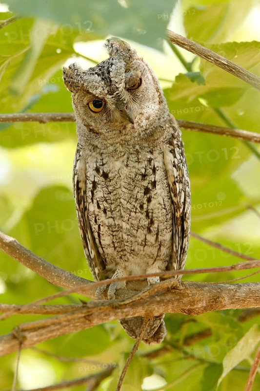 African Scops Owl (Otus senegalensis), Kruger National Park, South Africa