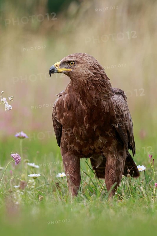Lesser Spotted Eagle (Clanga pomarina) on grassland, Poland