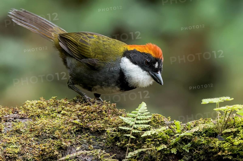 Chestnut-capped Brush-Finch (Arremon brunneinucha) perched on a branch in Colombia, South America