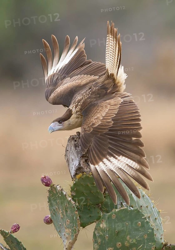 Northern Crested Caracara (Caracara cheriway), Texas, USA