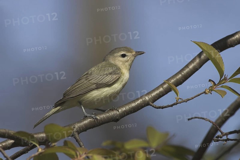 Warbling Vireo (Vireo gilvus), Ontario, Canada