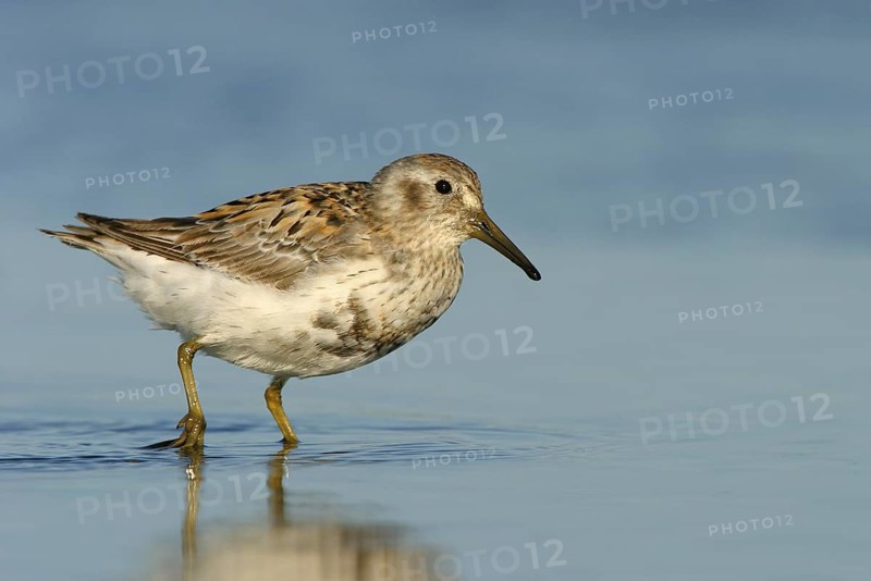 Rock Sandpiper (Calidris ptilocnemis), Alaska, USA