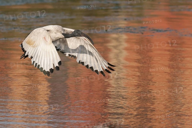 African Sacred Ibis (Threskiornis aethiopicus) flying, Western Cape, South Africa