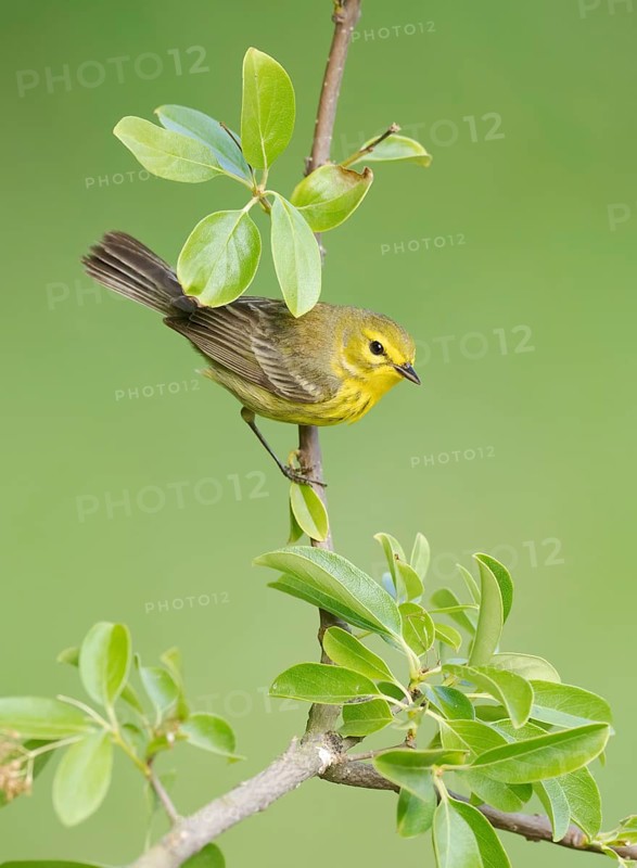 Prothonotary Warbler (Protonotaria citrea) perched on a twig, Texas, USA