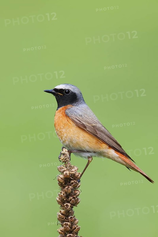 Common Redstart (Phoenicurus phoenicurus) male, Berlin, Germany