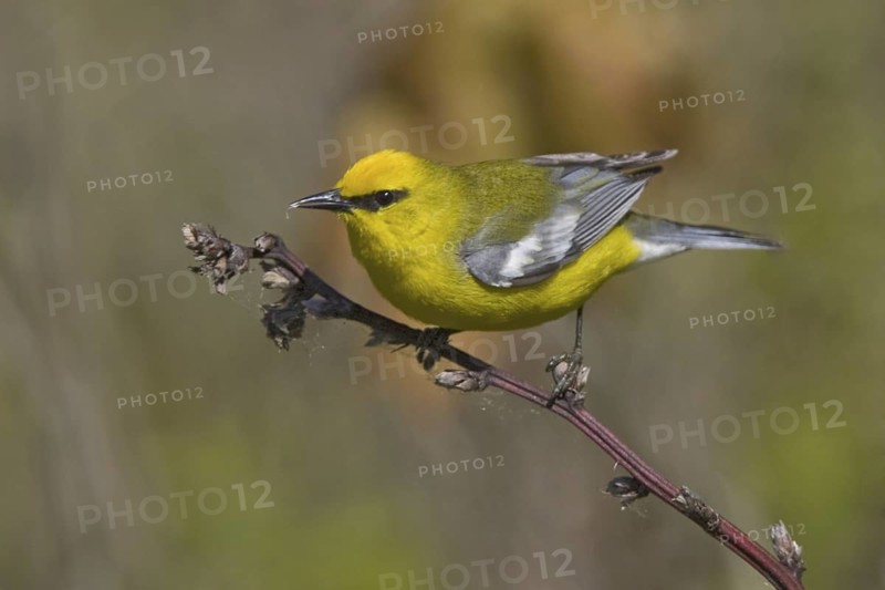 Blue-winged Warbler (Vermivora cyanoptera), Ontario, Canada