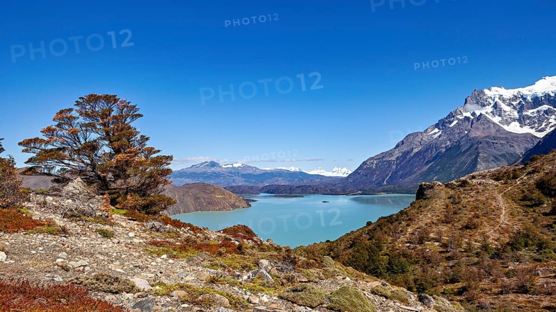 A large tree in a rocky landscape with a lake and mountains under a blue sky, The landscape of Torres del Paine National Park in Patagonia Chile